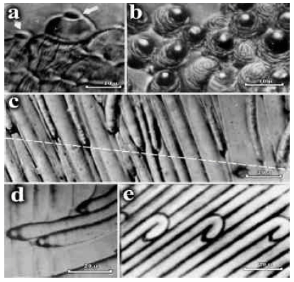 Image for - Morphostructural Rhythmics in Developing Cotton Cell-Hairs
