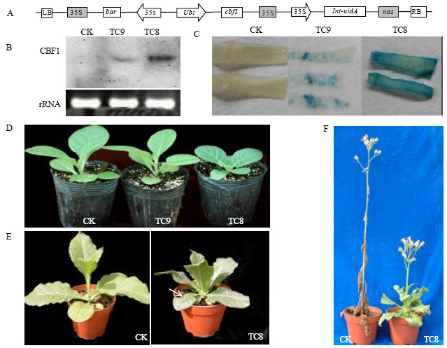 Image for - Transgenic Tobacco Plants Over-expressing Arabidopsis Transcriptional Factor CBF1 Show Morphological and Biochemical Characteristics Associated with Cold Tolerance