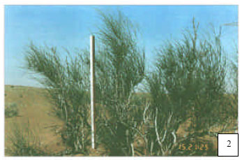 Image for - Taxonomical Study in the Desert Plant Calligonum comosum L`Her from Two Different Locations in Saudi Arabia