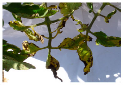 Image for - Effect of Mechanical Inoculation of Tomato spotted wilt tospovirus Disease on Disease Severity and Yield of Greenhouse Raised Tomatoes
