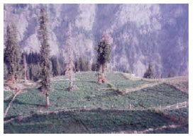 Image for - Conservation Assessment of Hindu-Kush Mountain Region of Pakistan: A Case Study of Utror and Gabral Valleys, District Swat, Pakistan