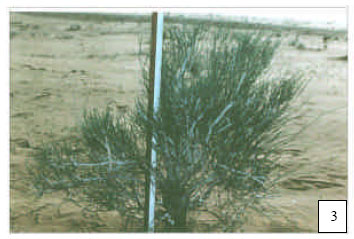 Image for - Taxonomical Study in the Desert Plant Calligonum comosum L`Her from Two Different Locations in Saudi Arabia