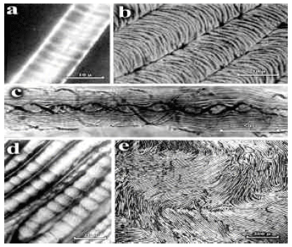 Image for - Morphostructural Rhythmics in Developing Cotton Cell-Hairs