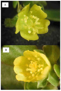 Image for - Seed Producing System in Portulaca oleraceae L.