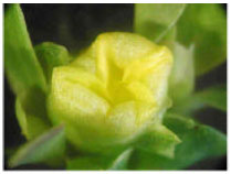 Image for - Seed Producing System in Portulaca oleraceae L.