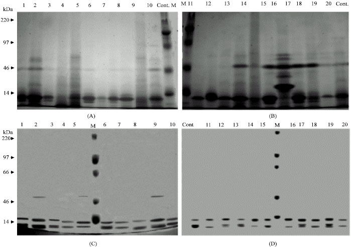 Image for - High Rosmarinic Acid Content in Induced Mutants and in in vitro Elicited Sweet Basil (Ocimum basilicum L.) Callus