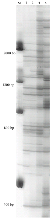Image for - Genetic Variation and Segregation of DNA Polymorphisms in Gibberella zeae Detected with AFLP and RAPD Markers