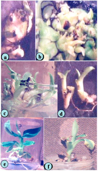 Image for - Morpho-physiological Aspects of Micro-propagating Banana under Different Hormonal Conditions