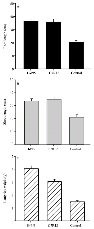 Image for - Antagonistic Activity of Selected Isolates of Fluorescent Pseudomonas Against Fusarium oxysporum f. sp. ciceri