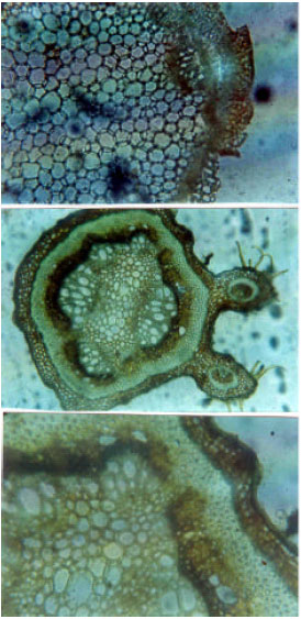 Image for - Microscopic Anatomy and Histochemistry of the Stem and Root of Some Mimosa species (Leguminosae-Mimosoideae)