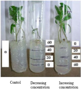 Image for - Gradient in vitro Testing of Tomato (Solanum lycoersicon) Genotypes by Inducing Water Deficit: A New Approach to Screen Germplasm for Drought Tolerance