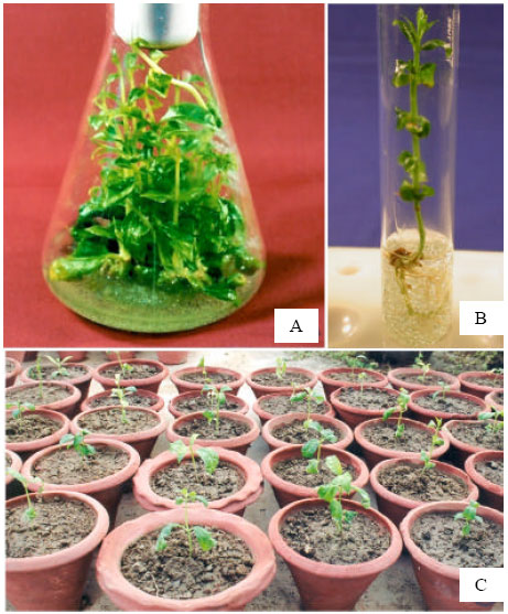Image for - Cost-effective Approaches for in vitro mass Propagation of Rauwolfia serpentina Benth. Ex Kurz.