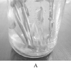 Image for - Rapid in vitro Micropropagation of Alpinia officinarum Hance, An Important Medicinal Plant, Through Rhizome Bud Explants
