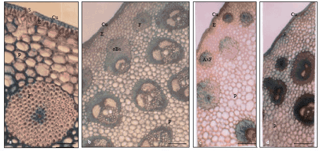 Image for - Anatomy, Histochimy and the Biometrics of Fibres of Chamaerops humilis L. Growing in Two Different Locality in Algeria