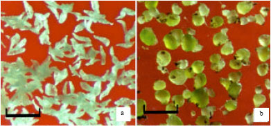 Image for - Protocorm Regeneration, Multiple Shoot Induction and ex vitro Establishment of Cymbidium devonianum Paxt. 