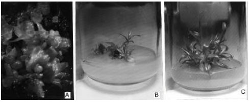 Image for - Brassinosteroids Influences in vitro Regeneration Using Shoot Tip Sections of Cymbidium elegans Lindl
