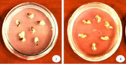 Image for - Identification of Callus Induction and Plant Regeneration Responsiveness in Presence of NaCl in in vitro Culture of Some Deepwater Rice (Oryza sativa L.) Cultivars