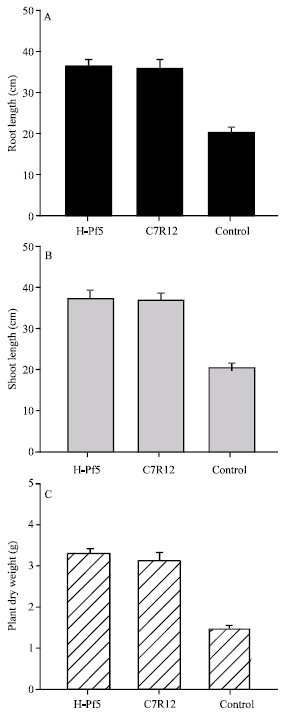 Image for - Antagonistic Activity of Selected Isolates of Fluorescent Pseudomonas Against Fusarium oxysporum f. sp. ciceri