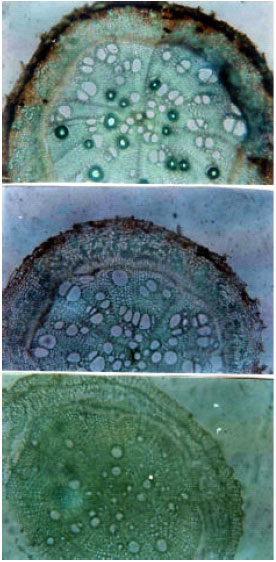 Image for - Microscopic Anatomy and Histochemistry of the Stem and Root of Some Mimosa species (Leguminosae-Mimosoideae)