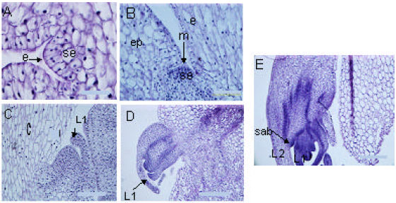 Image for - Histological Observations on Plant Regeneration in Faba Bean Cotyledon (Vicia faba L.) Cultured In vitro