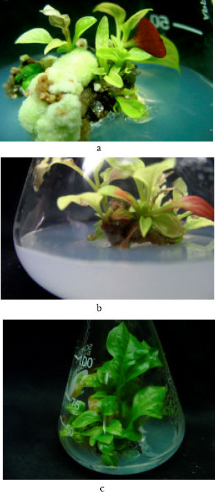 Shoot Regeneration and Somaclonal Variation from Leaf Callus Cultures