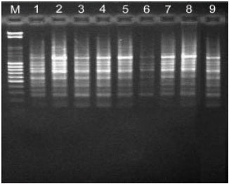 Image for - A Rapid Efficient Method for DNA Isolation from Plants with High Levels of Secondary Metabolites