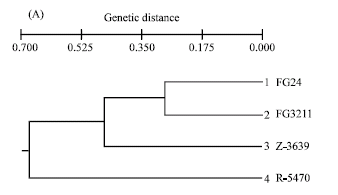 Image for - Genetic Variation and Segregation of DNA Polymorphisms in Gibberella zeae Detected with AFLP and RAPD Markers