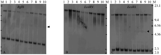 Image for - Transcriptionally Active Mutator-like Transposable Elements in the Genome of Cassava (Manihot esculenta Crantz)