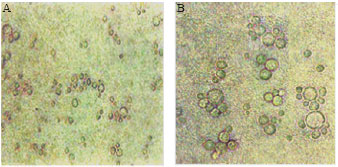 Image for - Regulation of Wheat MCM2 Protein and its Ectopic Expression in Yeast