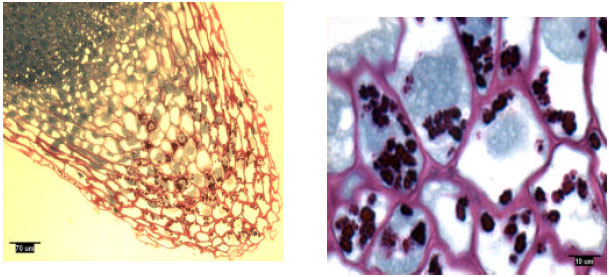 Image for - Amyloplasts in Slash (Pinus elliottii Engelm.) and Loblolly (Pinus taeda L.) Pine Rootcaps
