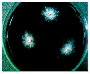 Image for - Isolation and Identification of Yeast-Like and Mycelial Colonies of Ustilago scitaminea Using Specific Primers