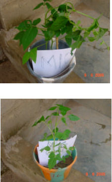Image for - Induction of Genetic Variation in Cowpea (Vigna unguiculata L. Walp.) by Gamma Irradiation