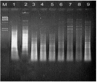 Image for - A Rapid Efficient Method for DNA Isolation from Plants with High Levels of Secondary Metabolites