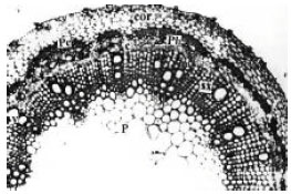 Image for - Anatomy of the Stem of Pigeonpea (Cajanus cajan)