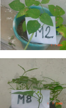 Image for - Induction of Genetic Variation in Cowpea (Vigna unguiculata L. Walp.) by Gamma Irradiation