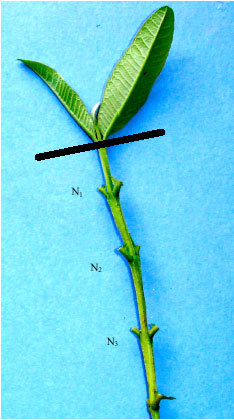 Image for - Effects of Bud Position and Culture Medium on Shoot Proliferation from Nodal Culture of Two Mature Guava Cultivars