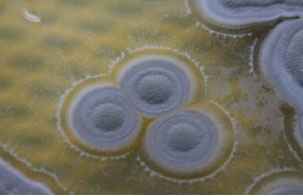 Image for - Isolation and Characterization of a Novel Endophytic Streptomyces SUK 06 with Antimicrobial Activity from Malaysian Plant