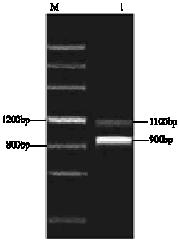 Image for - Molecular Characterization of Low Molecular Weight Glutenin Genes from Yunnan Hulled Wheat (Triticum aestivum subsp.yunnanense King)