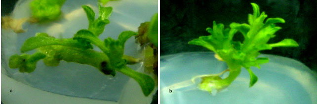 Image for - An Efficient Regeneration from Nodal Explants of Withania somnifera Dunal