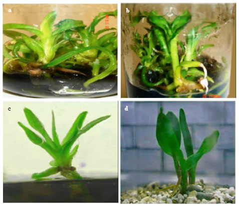 Image for - Acclimatization of Micropropagated Orchid Guarianthe skinnerii Inoculated with Trichoderma harzianum
