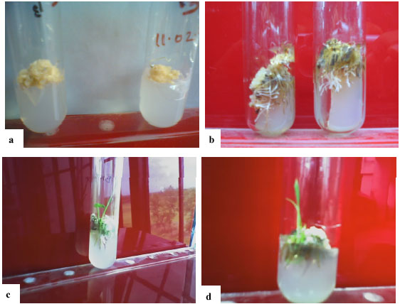 Image for - Callus Induction and Regeneration of Local Rice (Oryza sativa L.) Variety Topa