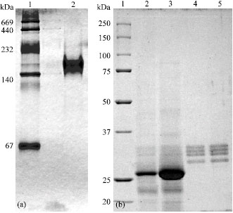 Image for - Purification and Characterization of Anti-H Lectin from the Seed of Momordica charantia and the Inter-Specific Differences of Hemagglutinating Activity in Cucurbitaceae