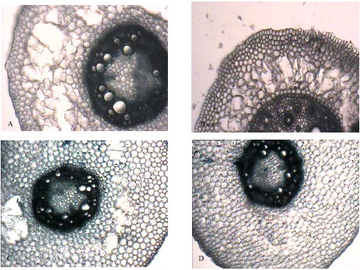 Image for - Effects of Three Different Flooding Periods on Some Anatomical, Morphological and Biochemical Changings in Maize (Zea mays L.) Seedlings