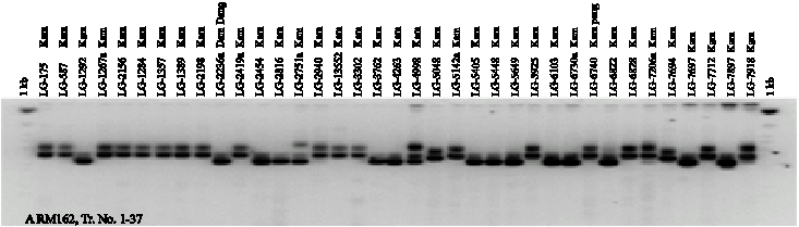Image for - Variation of Microsatellite Markers in a Collection of Lao`s Black Glutinous Rice (Oryza sativa L.)
