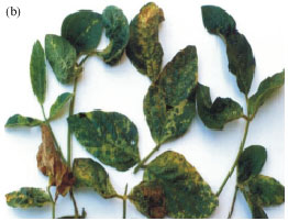 Image for - Detection and Identification of Some Soybean Viral Mosaic Viruses, Using Molecular Techniques in Lorestan Province, South West of Iran