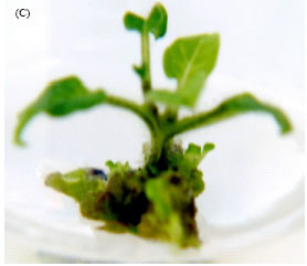 Image for - In vitro Propagation of Solanum sessiliflorum as Affected by Auxin and Cytokinin Combinations and Concentrations