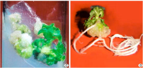 Image for - Callus Induced Organogenesis in Okra (Abelmoschus esculents L. Moench.)