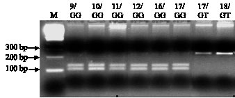 Image for - Variation of the Waxy Microsatellite Allele and its Relation to Amylose Content in Wild Rice (Oryza rufipogon Griff.)