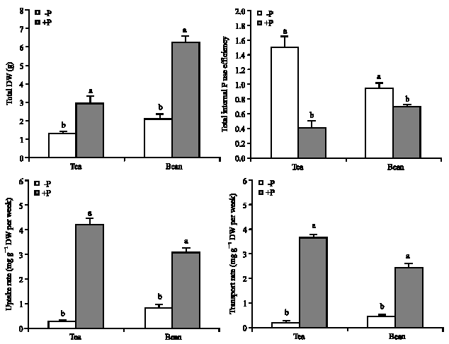 Image for - A High Internal Phosphorus Use Efficiency in Tea (Camellia sinensis L.) Plants