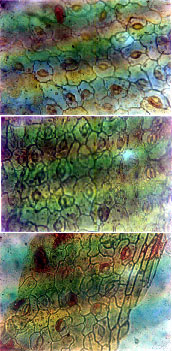 Image for - Micromorphology of the Leaf Cuticle in Mimosa Species (Leguminosae-Mimosoideae)